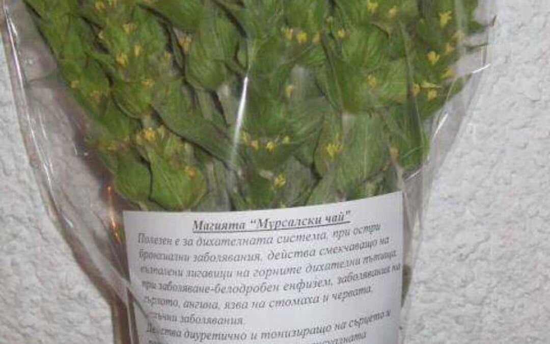 Силата на мурсалския чай: Вашето зимно спасение