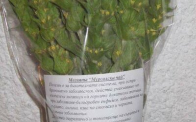 Силата на мурсалския чай: Вашето зимно спасение